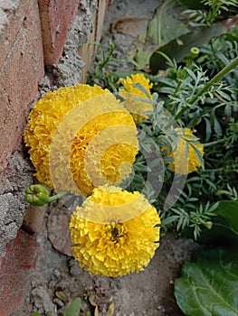 Merigold Plants photo